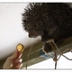 Illustration for article titled Porcupine Named Kemosabe Eats a Banana in His Tree Fort